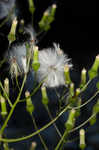 American burnweed